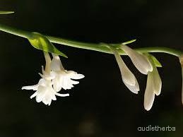 augmented_Polianthes tuberosa flower6_flipped_ud.jpeg